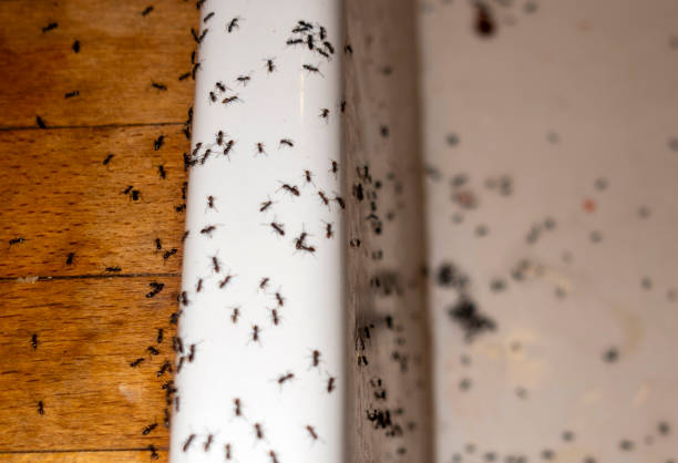 Best Ant Control Services  in Gillett, WI