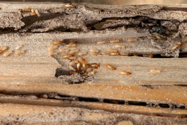 Best Pest Control Near Me  in Gillett, WI